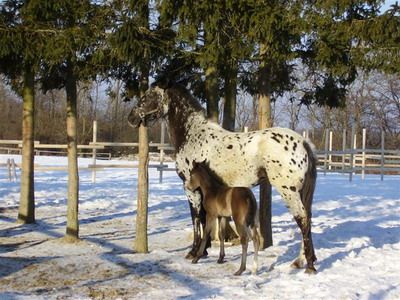 appaloosa_lovak.jpg